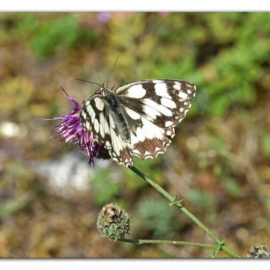 Melanargia galathea: Animal in habitat Mountain meadows in the NatureSpots App