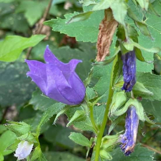 Campanula persicifolia: Plant in habitat Riparian forest in the NatureSpots App