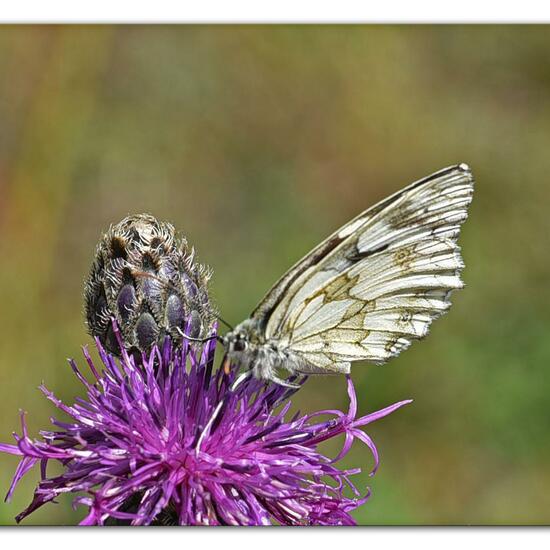 Melanargia galathea: Animal in habitat Mountain meadows in the NatureSpots App