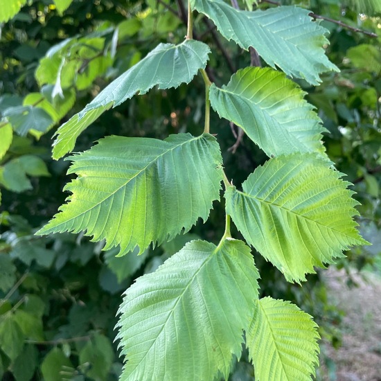 Ulmus minor: Plant in habitat Riparian forest in the NatureSpots App