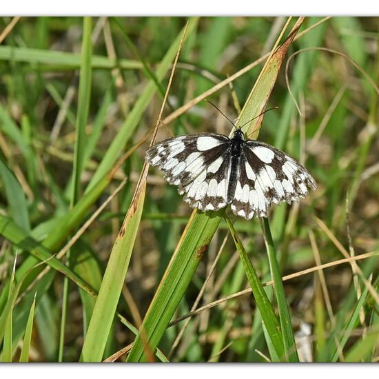 Melanargia galathea: Animal in habitat Mountain meadows in the NatureSpots App