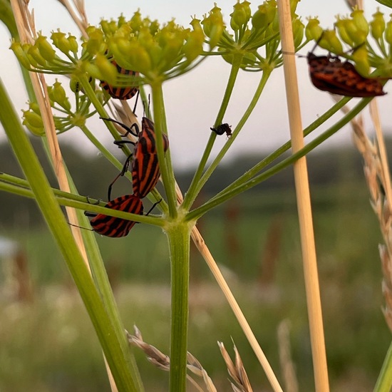 Graphosoma lineatum: Animal in habitat Road or Transportation in the NatureSpots App