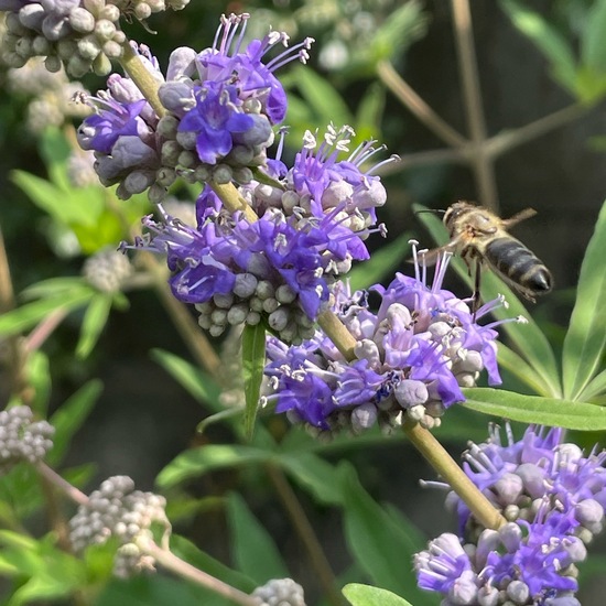 Vitex agnus-castus: Plant in habitat Garden in the NatureSpots App