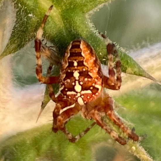 Araneus diadematus: Animal in habitat Natural Meadow in the NatureSpots App