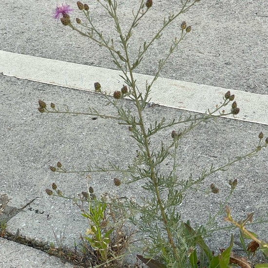 Centaurea stoebe: Plant in habitat Road or Transportation in the NatureSpots App