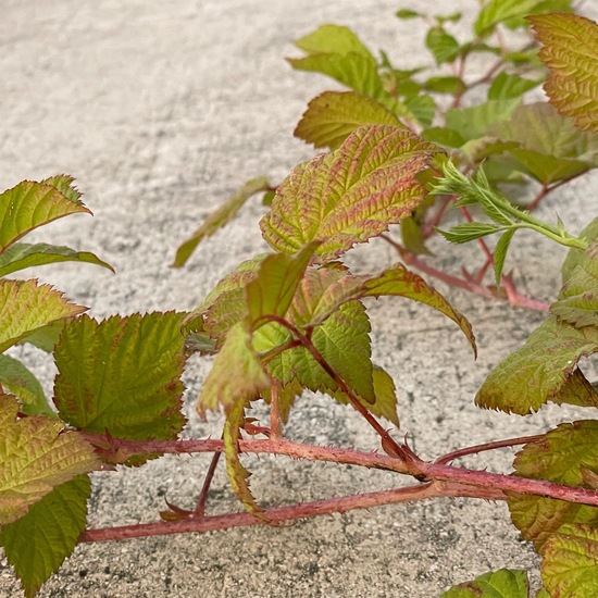 Rubus caesius: Plant in habitat Road or Transportation in the NatureSpots App