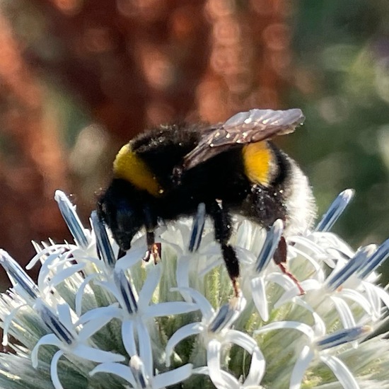 Bumble bee: Animal in habitat Natural Meadow in the NatureSpots App