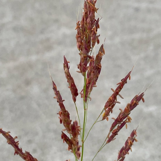 Sorghum halepense: Plant in habitat Road or Transportation in the NatureSpots App