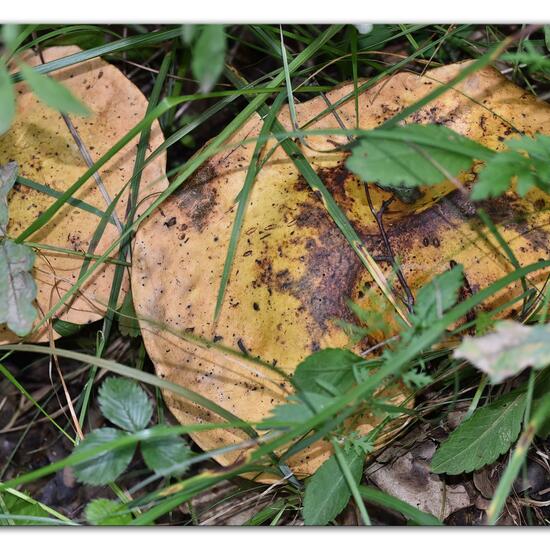 Boletus luridus: Mushroom in habitat Rock areas in the NatureSpots App