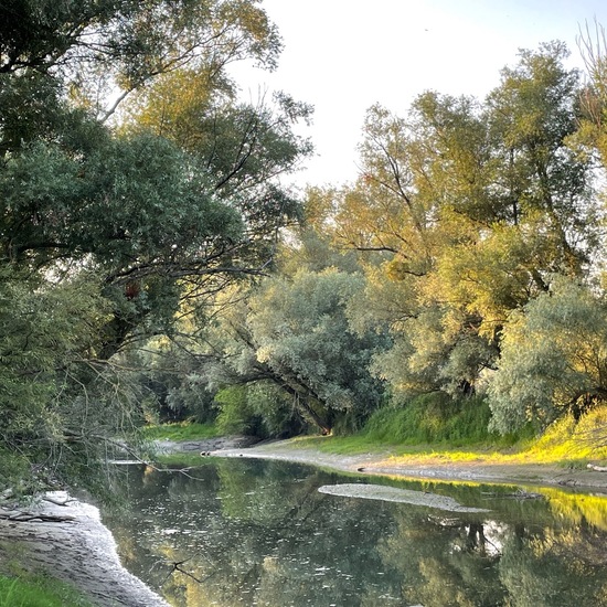 Landscape: Freshwater in habitat River in the NatureSpots App