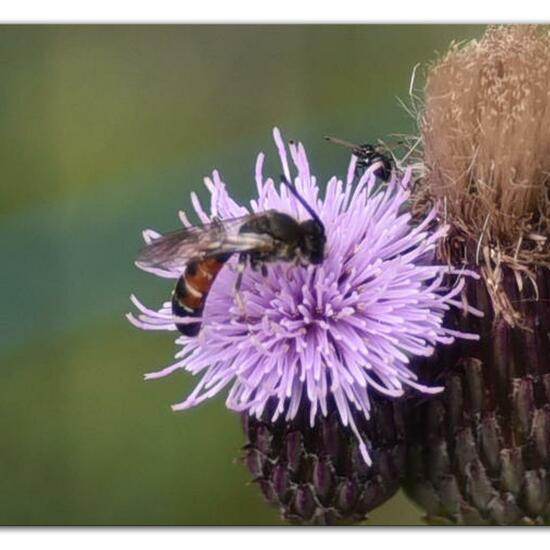 Lasioglossum calceatum: Animal in habitat Park in the NatureSpots App