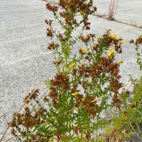 Hypericum perforatum: Plant in habitat Road or Transportation in the NatureSpots App