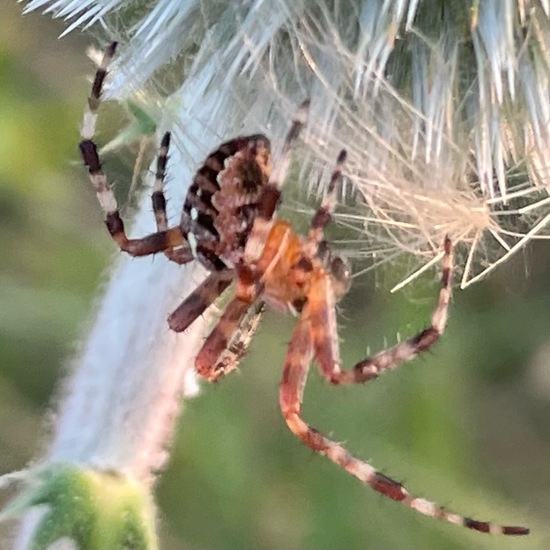 Araneus diadematus: Animal in habitat Natural Meadow in the NatureSpots App