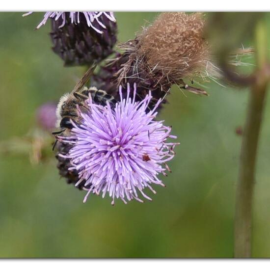 Lasioglossum calceatum: Animal in habitat Park in the NatureSpots App