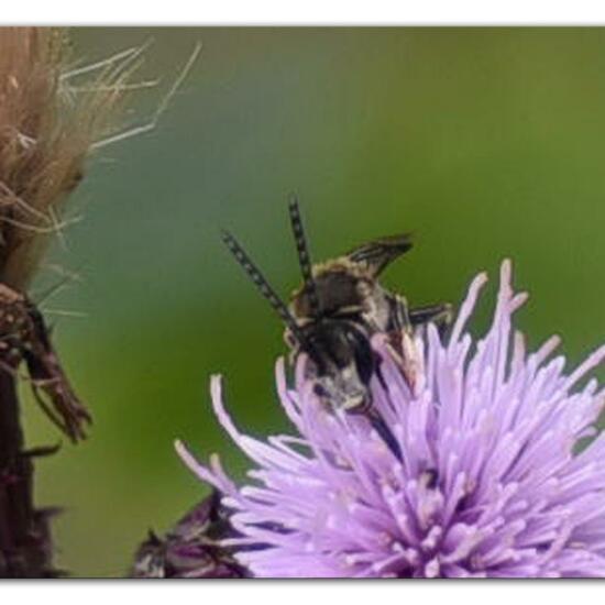 Lasioglossum calceatum: Animal in habitat Park in the NatureSpots App