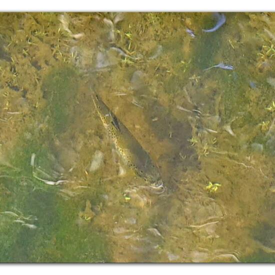 Salmo trutta fario: Animal in habitat Stream in the NatureSpots App