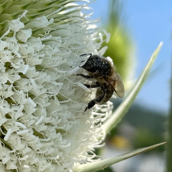 Dipsacus laciniatus: Plant in habitat Natural Meadow in the NatureSpots App