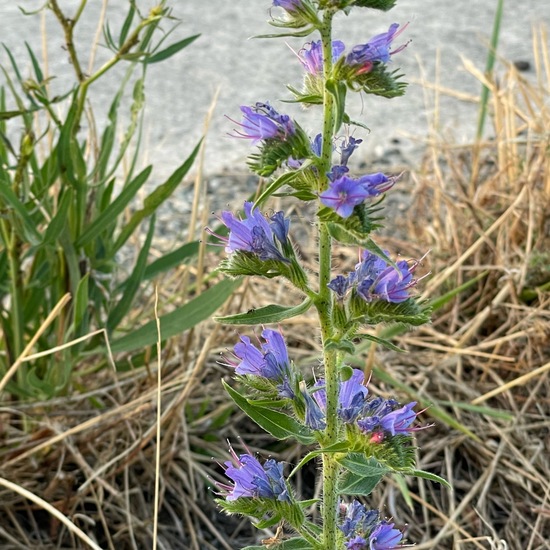 Echium vulgare: Plant in habitat Road or Transportation in the NatureSpots App