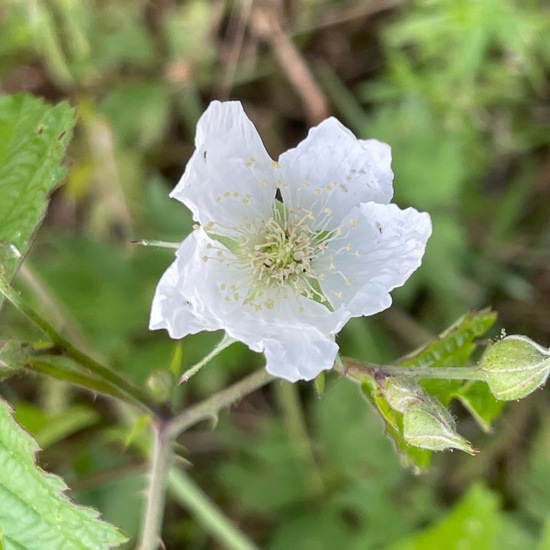 Rubus caesius: Plant in habitat Riparian forest in the NatureSpots App