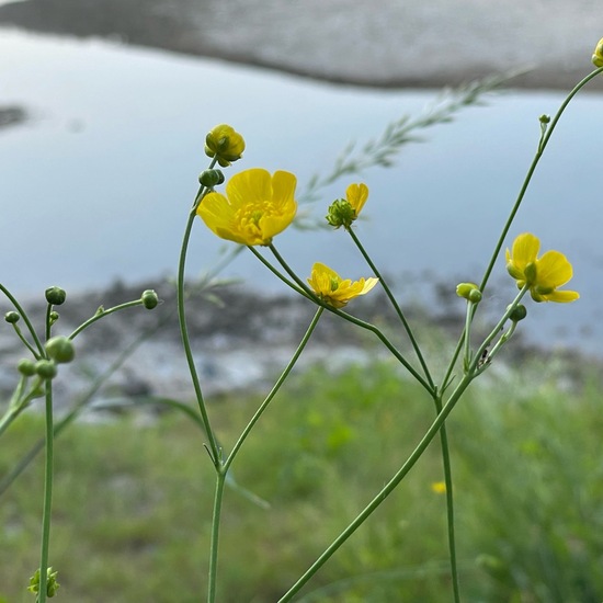 Ranunculus acris: Plant in habitat Forest in the NatureSpots App