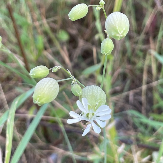 Silene vulgaris subsp. vulgaris: Plant in habitat Riparian forest in the NatureSpots App