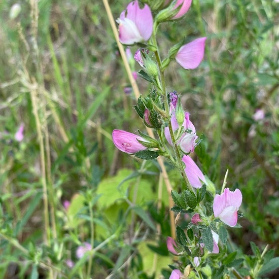 Ononis spinosa: Plant in habitat Riparian forest in the NatureSpots App