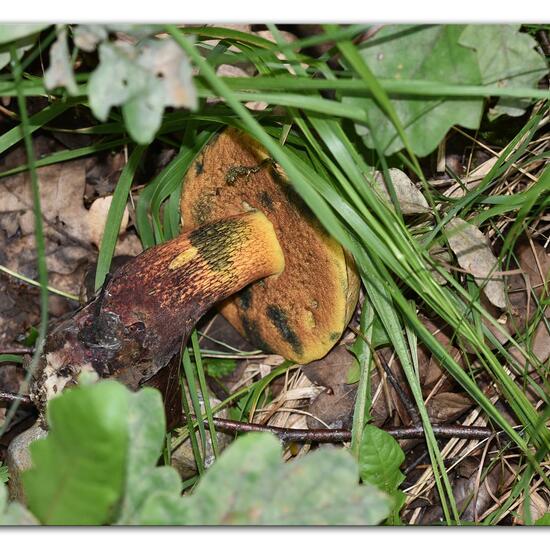 Boletus luridus: Mushroom in habitat Rock areas in the NatureSpots App