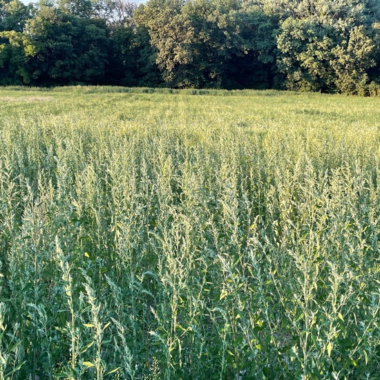 Ambrosia artemisiifolia var. artemisiifolia: Plant in habitat Crop cultivation in the NatureSpots App