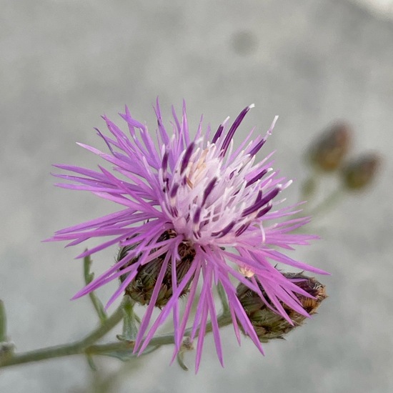 Centaurea stoebe: Plant in habitat Road or Transportation in the NatureSpots App