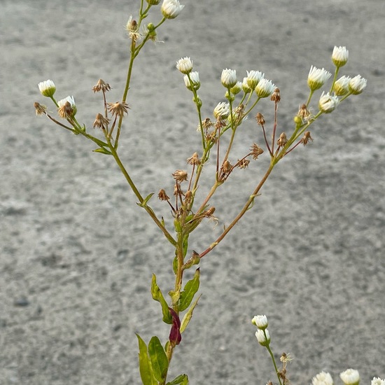 Erigeron annuus subsp. annuus: Plant in habitat Road or Transportation in the NatureSpots App