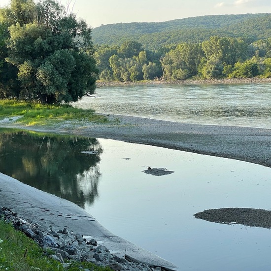 Landscape: Freshwater in habitat River in the NatureSpots App