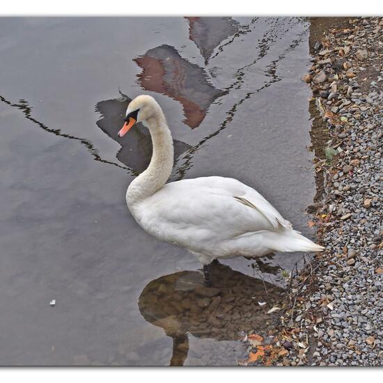 Mute swan: Animal in habitat River in the NatureSpots App