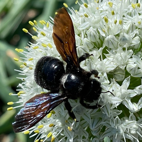 Carpenter bee: Animal in habitat Garden in the NatureSpots App