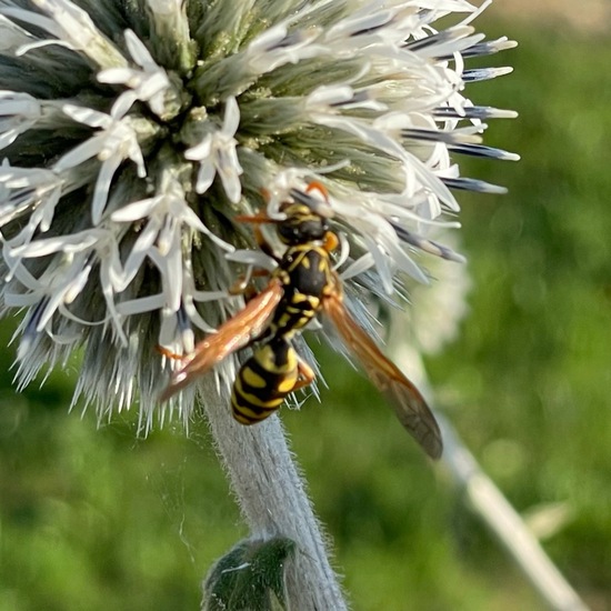 Polistes dominula: Animal in habitat Natural Meadow in the NatureSpots App