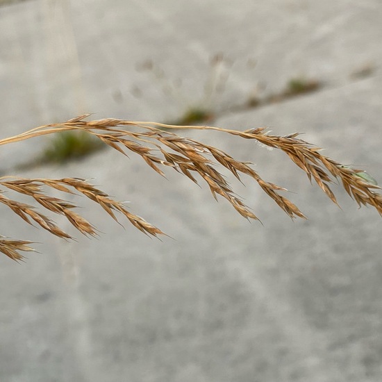 Festuca rubra: Plant in nature in the NatureSpots App