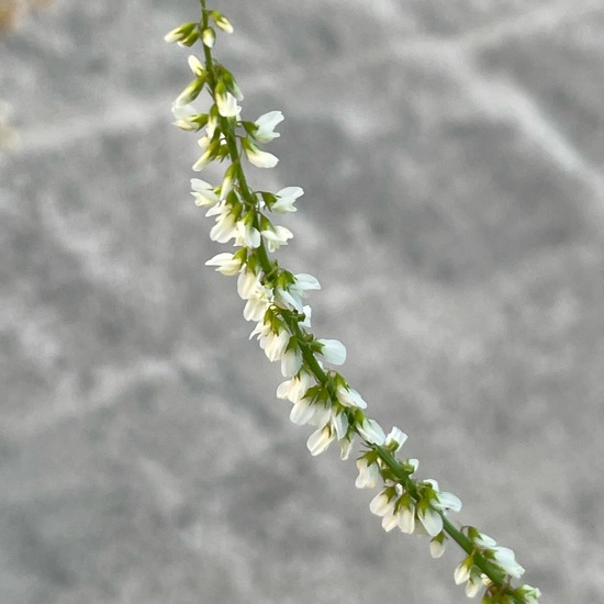 Melilotus albus: Plant in habitat City and Urban in the NatureSpots App