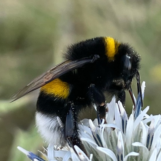 Bumble bee: Animal in habitat Grassland in the NatureSpots App