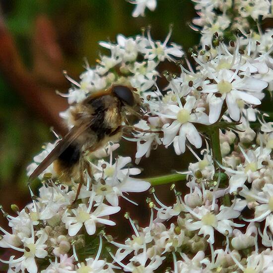 Cheilosia illustrata: Animal in habitat Garden in the NatureSpots App