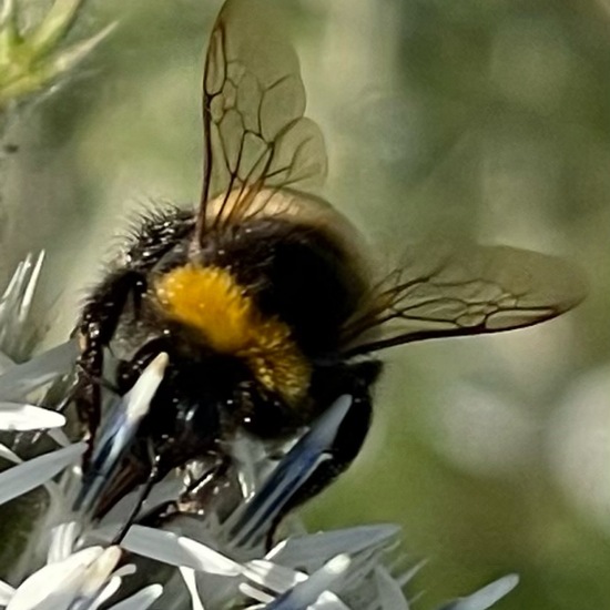 Bumble bee: Animal in habitat Natural Meadow in the NatureSpots App