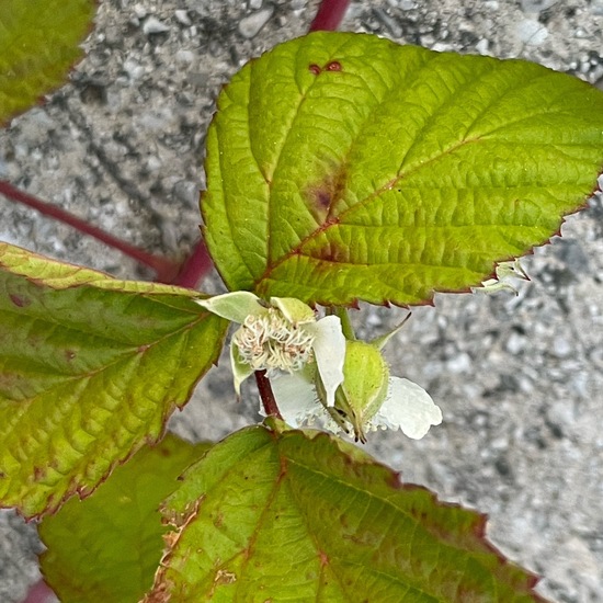 Rubus caesius: Plant in habitat Road or Transportation in the NatureSpots App