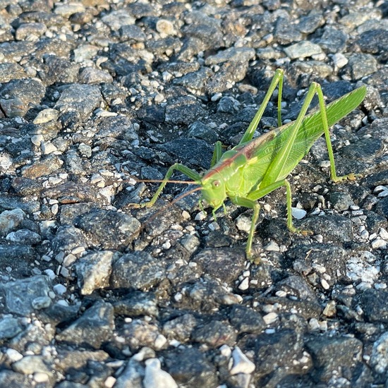 Tettigonia viridissima: Animal in habitat Road or Transportation in the NatureSpots App