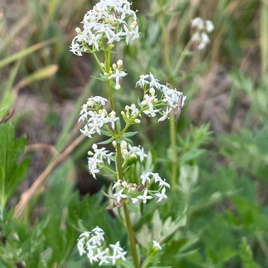 Galium mollugo: Plant in habitat Road or Transportation in the NatureSpots App