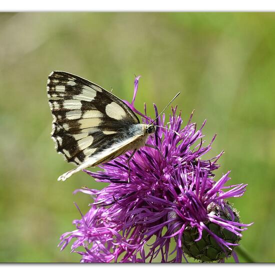 Melanargia galathea: Animal in habitat Mountain meadows in the NatureSpots App