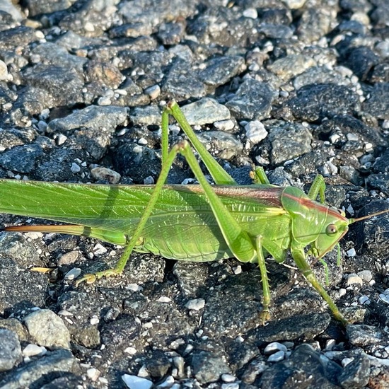 Tettigonia viridissima: Animal in habitat Road or Transportation in the NatureSpots App