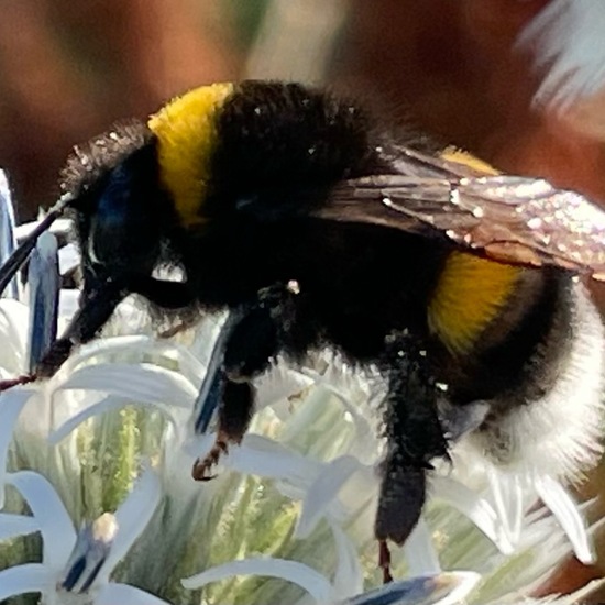 Bumble bee: Animal in habitat Natural Meadow in the NatureSpots App