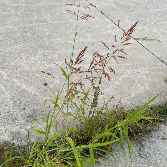 Sorghum halepense: Plant in habitat Road or Transportation in the NatureSpots App