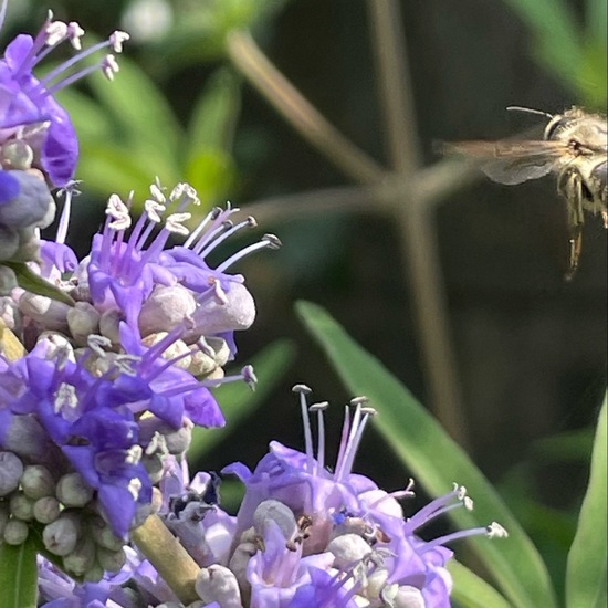 Vitex agnus-castus: Plant in habitat Garden in the NatureSpots App