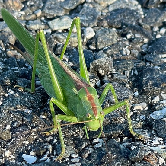 Tettigonia viridissima: Animal in habitat Road or Transportation in the NatureSpots App