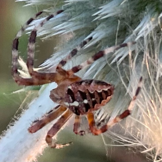 Araneus diadematus: Animal in habitat Natural Meadow in the NatureSpots App