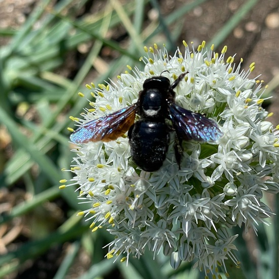 Carpenter bee: Animal in habitat Garden in the NatureSpots App